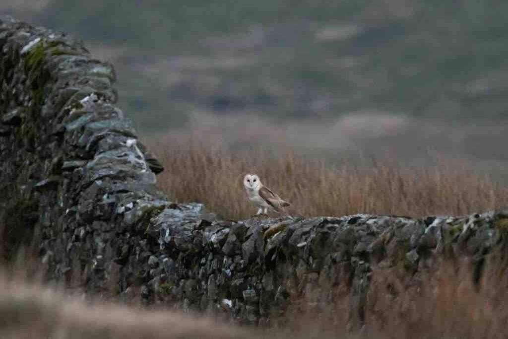 Kingsdale Head Cottage Weathercote Dış mekan fotoğraf
